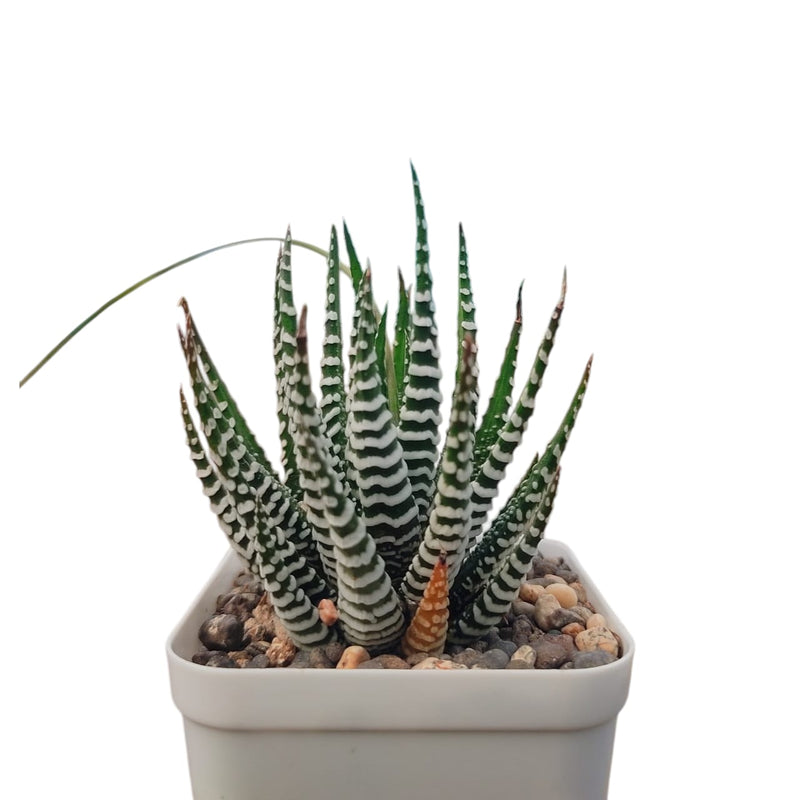 Haworthia zebra
