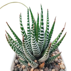 Haworthia zebra