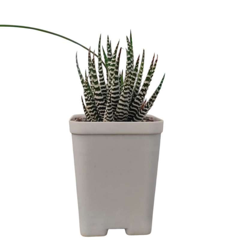 Haworthia zebra
