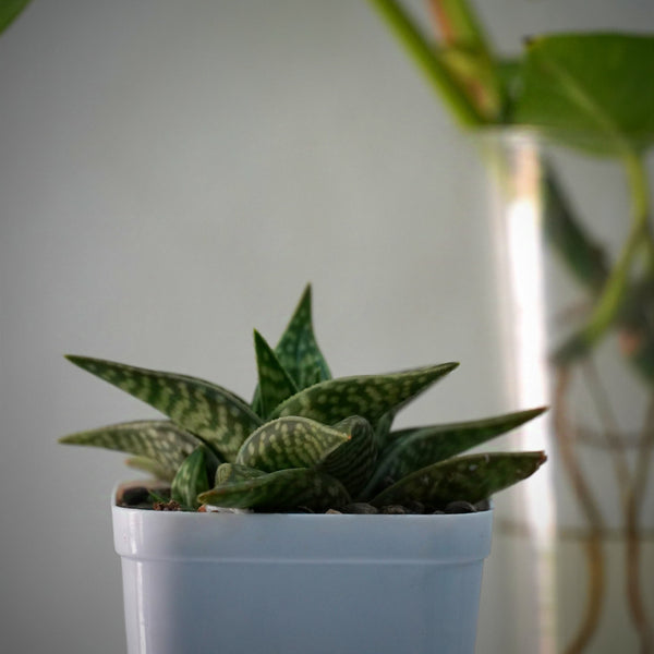 Aloe Gonialoe variegata-succulent plants