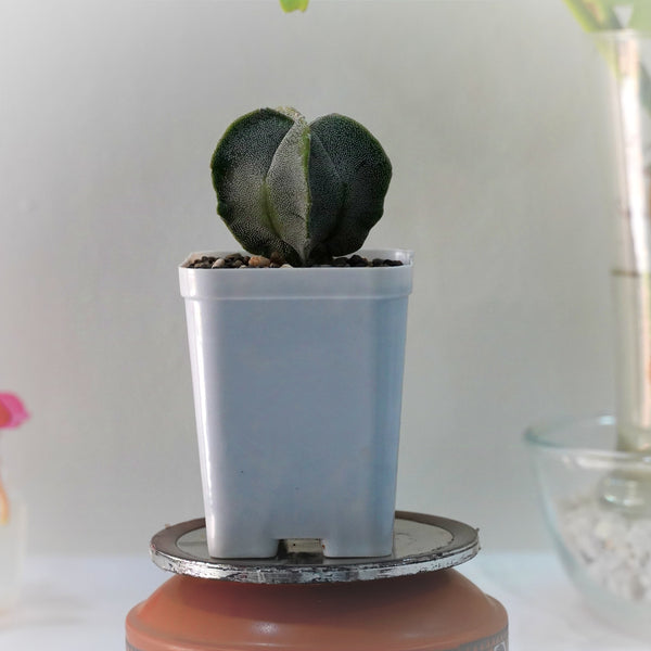 Astrophytum myriostigma pantacostum_ star cactus_plant