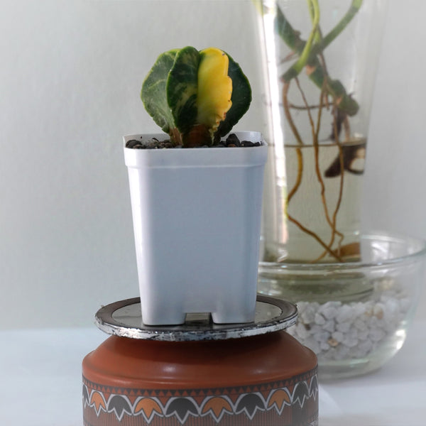Astrophytum nudam pentecostal variegated 3_INCHS_QUARE_POT WITHOUT_POT