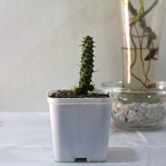 Euphorbia ellenbeckii Ethiopia 3.5_INCHES_SQUARE_POT WITHOUT_POT_SHIPPING