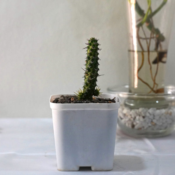 Euphorbia ellenbeckii Ethiopia 3.5_INCHES_SQUARE_POT WITHOUT_POT_SHIPPING