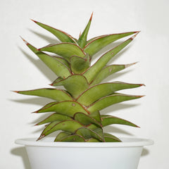 Sansevieria lavranos 23251 6_INCH_POT_DIAMITAR WITHOUT_POT