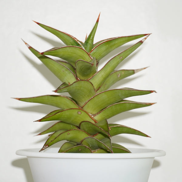 Sansevieria lavranos 23251 6_INCH_POT_DIAMITAR WITHOUT_POT