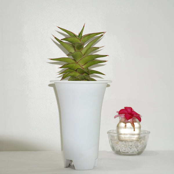 Sansevieria lavranos 23251