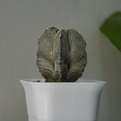 Astrophytum onzuka x sazanami