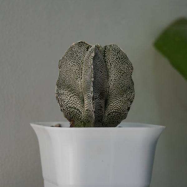 Astrophytum onzuka x sazanami