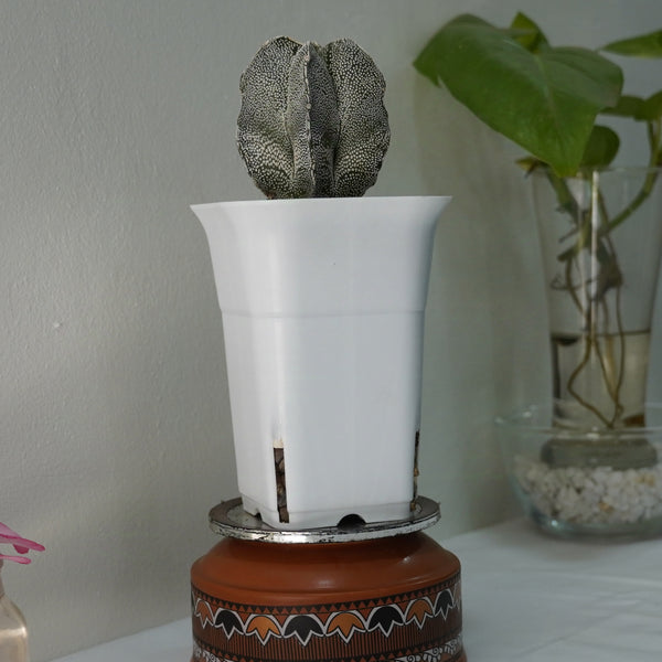 Astrophytum onzuka x sazanami