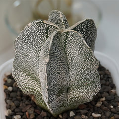 Astrophytum onzuka x sazanami