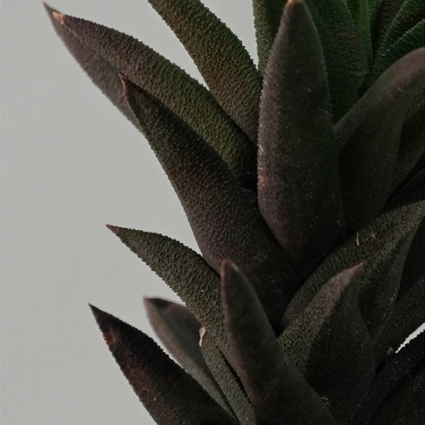Haworthia viscosa v. torquata_succulent