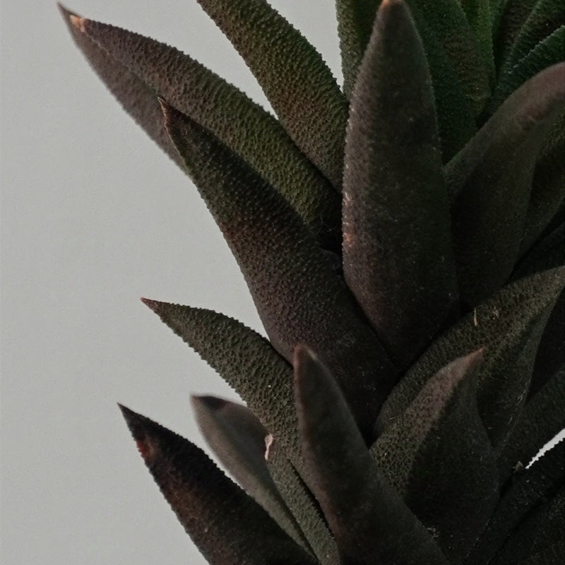 Haworthia viscosa v. torquata_succulent