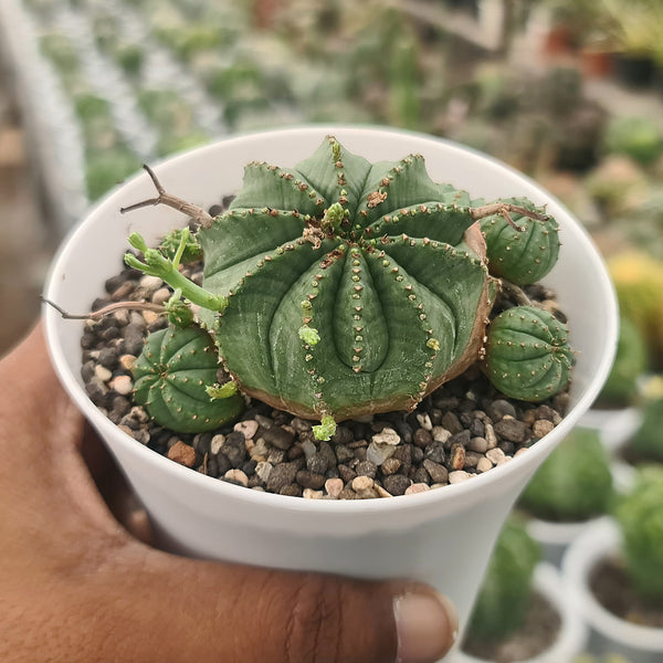 Euphorbia meloformis_succulent_plant