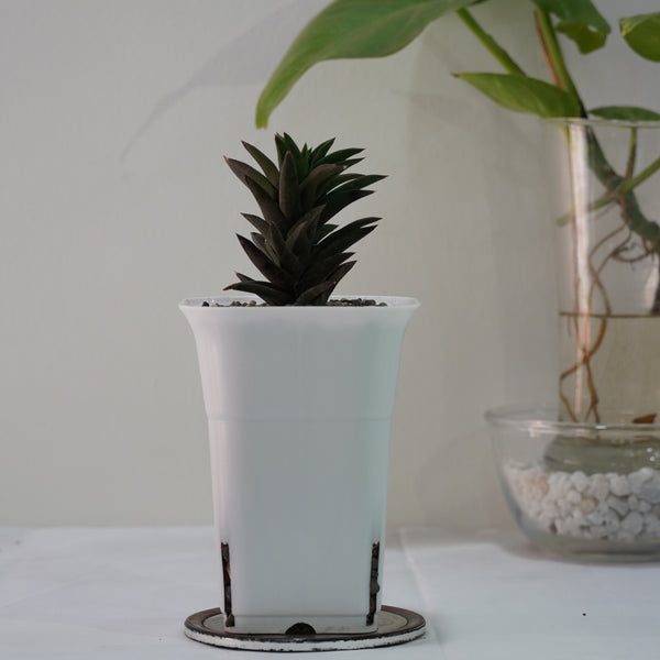 Haworthia viscosa v. torquata_succulent