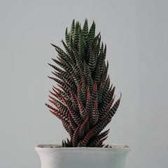 Haworthiopsis reinwardtii