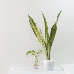 Sansevieria aubrytiana ( SNAKE PLANT  oxygen plant succulents ) 7_INCHS_POT_DIAMIATRA WITHOUT_POT