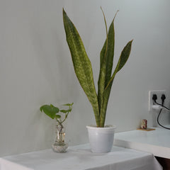 Sansevieria aubrytiana ( SNAKE PLANT