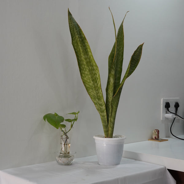 Sansevieria aubrytiana ( SNAKE PLANT