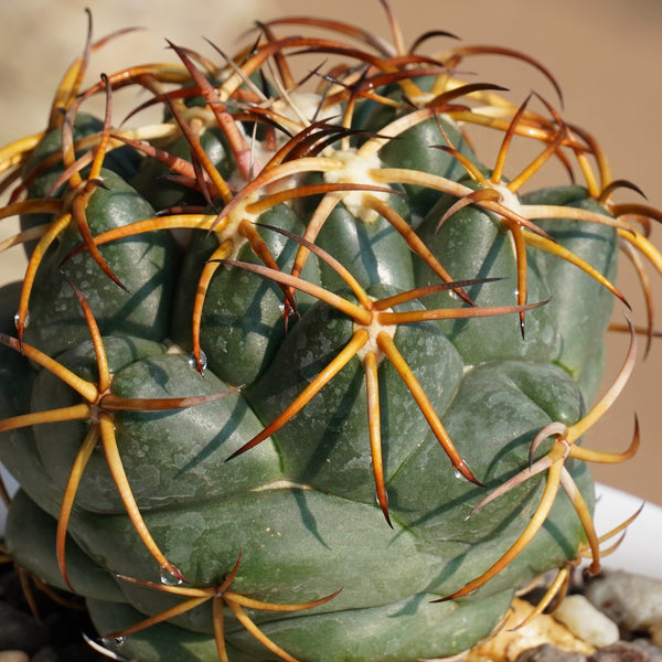 Coryphantha poselgeriana subs sulcata S567 WITHOUT_POT 6_INCHES_ROUND_POT