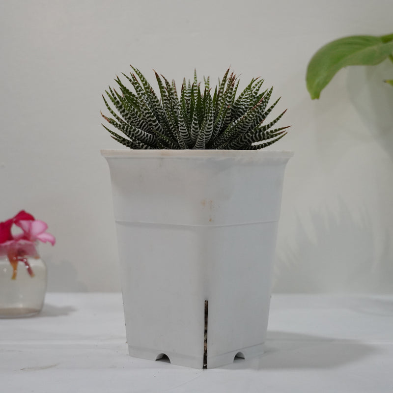 Haworthia zebra 6_inches_square_pot WHITHOUT_POT_SHIPPING
