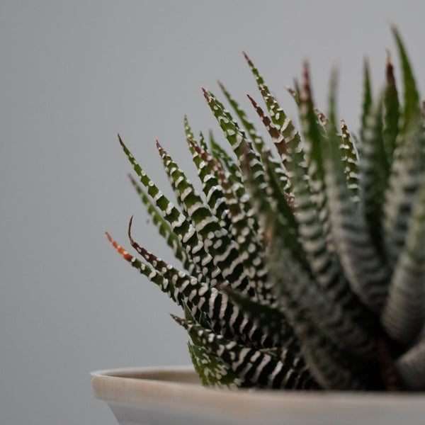 Haworthia zebra
