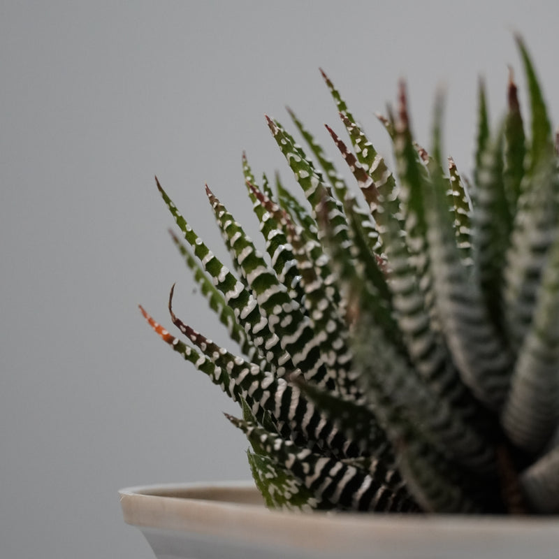 Haworthia zebra