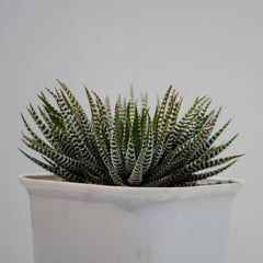 Haworthia zebra