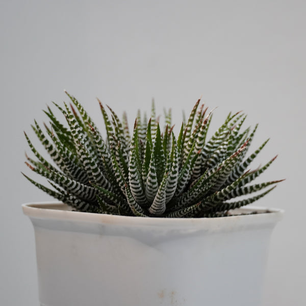 Haworthia zebra