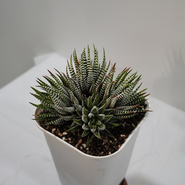 Haworthia zebra