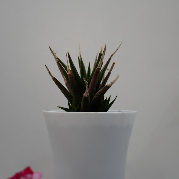 Haworthia longiana 4_INCHS_RAUND_N_POT WHITHOUT_POT_SHIPPING