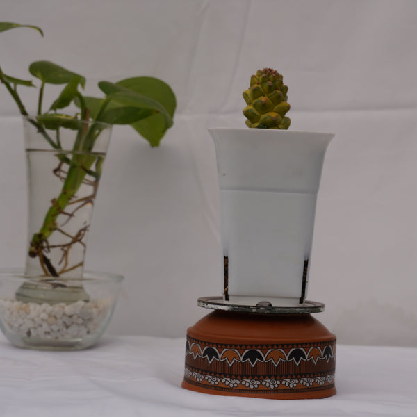 Euphorbia monadenium ritchiei variegated (gifting plants  plant succulents ) 3.5_INCHES_SQUARE_POT WITH_POT_SHIPPING