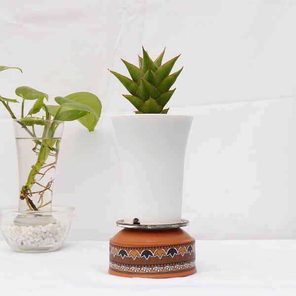 Sansevieria hybrid tower
