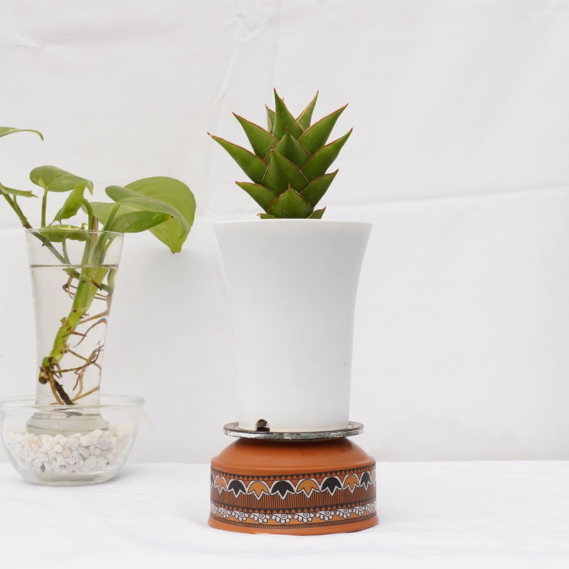 Sansevieria hybrid tower