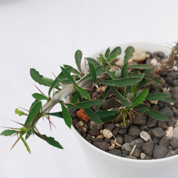 Euphorbia beharensis cv rossi 4_INCHS_RAUND_N_POT WITHOUT_POT_SHIPPING