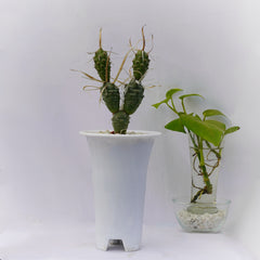 Tephrocactus articulatus var. papyracanthus