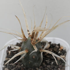 Tephrocactus articulatus var. papyracanthus_CACTUS