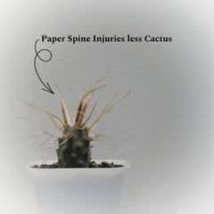 Tephrocactus articulatus var. papyracanthus_CACTUS