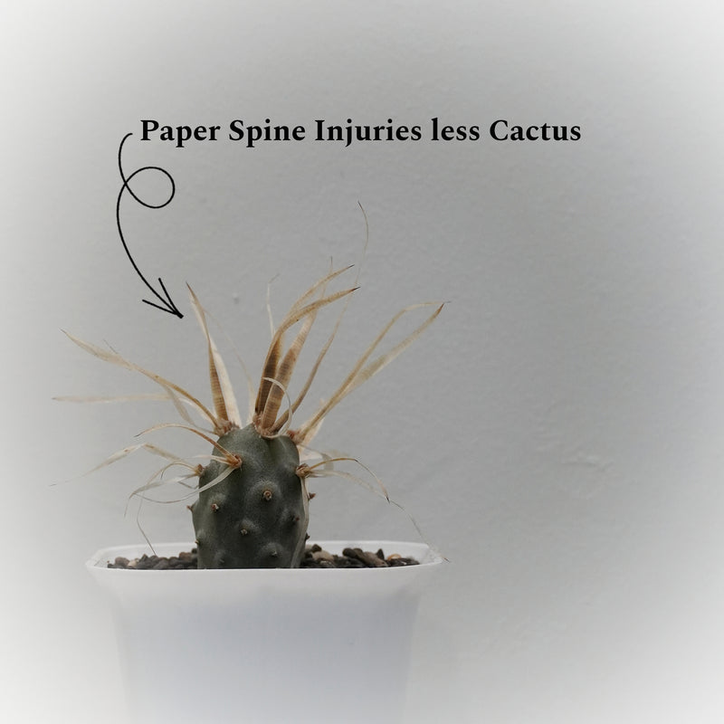 Tephrocactus articulatus var. papyracanthus_CACTUS