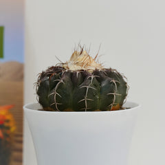 Discocactu crystallophilus SSP pesidohostti DC.567 4_INCHS_RAUND_N_POT Without~Pot