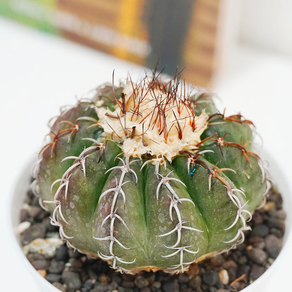 Discocactus super horstti DS456 4_INCHS_RAUND_N_POT With~Pot
