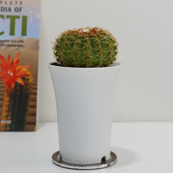 Discocactus bahiensis subsp. gracilis D.577 4_INCHS_RAUND_N_POT Without~Pot