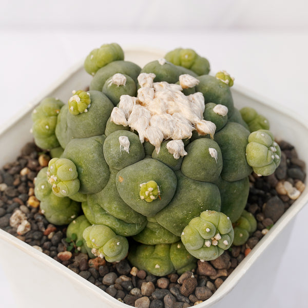 Lophophora fricii cv tubercles 6_INCHS_RAND_N_POT WITHOUT_POT_SHIPPING