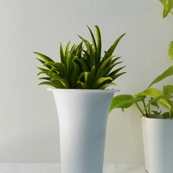 Sansevieria lilliput ( SNAKE PLANT oxygen plant succulents ) 6_INCH_POT_DIAMITAR WITHOUT_POT