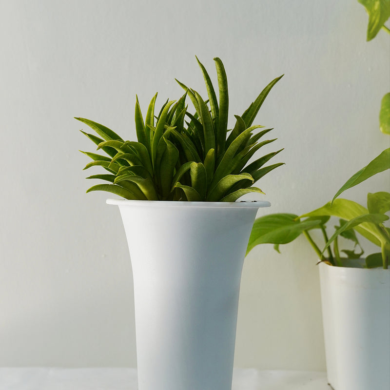 Sansevieria lilliput ( SNAKE PLANT oxygen plant succulents ) 6_INCH_POT_DIAMITAR WITHOUT_POT