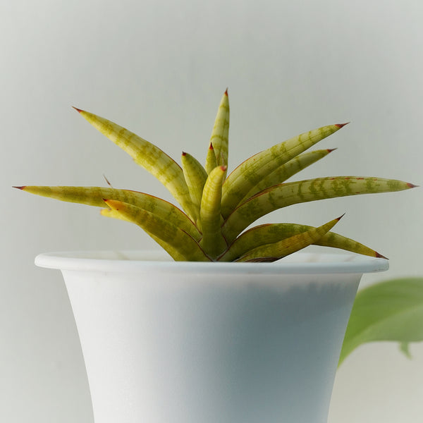 sansevieria ballyi star var 6_INCH_POT_DIAMITAR WITHOUT_POT