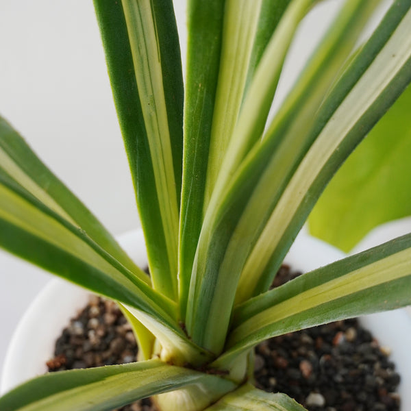 Agave sisalana Mediopicata