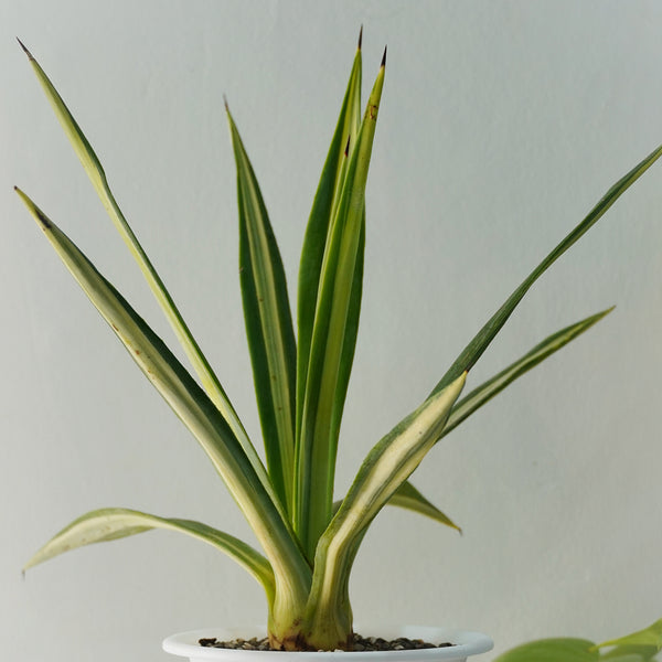 Agave sisalana Mediopicata