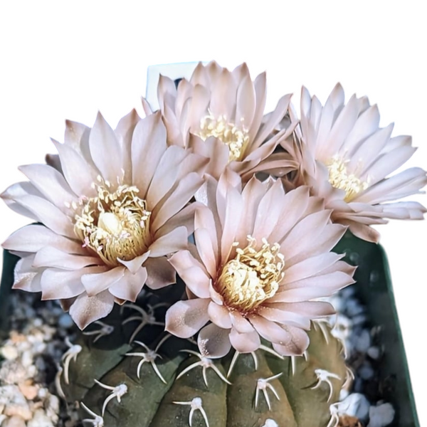Gymnocalycium triacanthum G.517 3.5_INCHS_QUARE_N_POT WITHOUT_POT