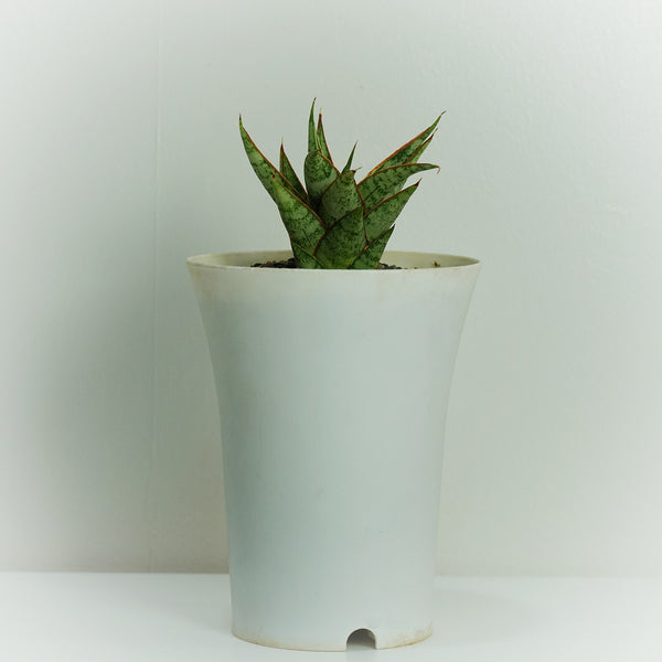 Sansevieria Sweet Celery ( SNAKE PLANT oxygen plant succulents ) 4_INCHS_POT_DIAMIATRA WITHOUT_POT